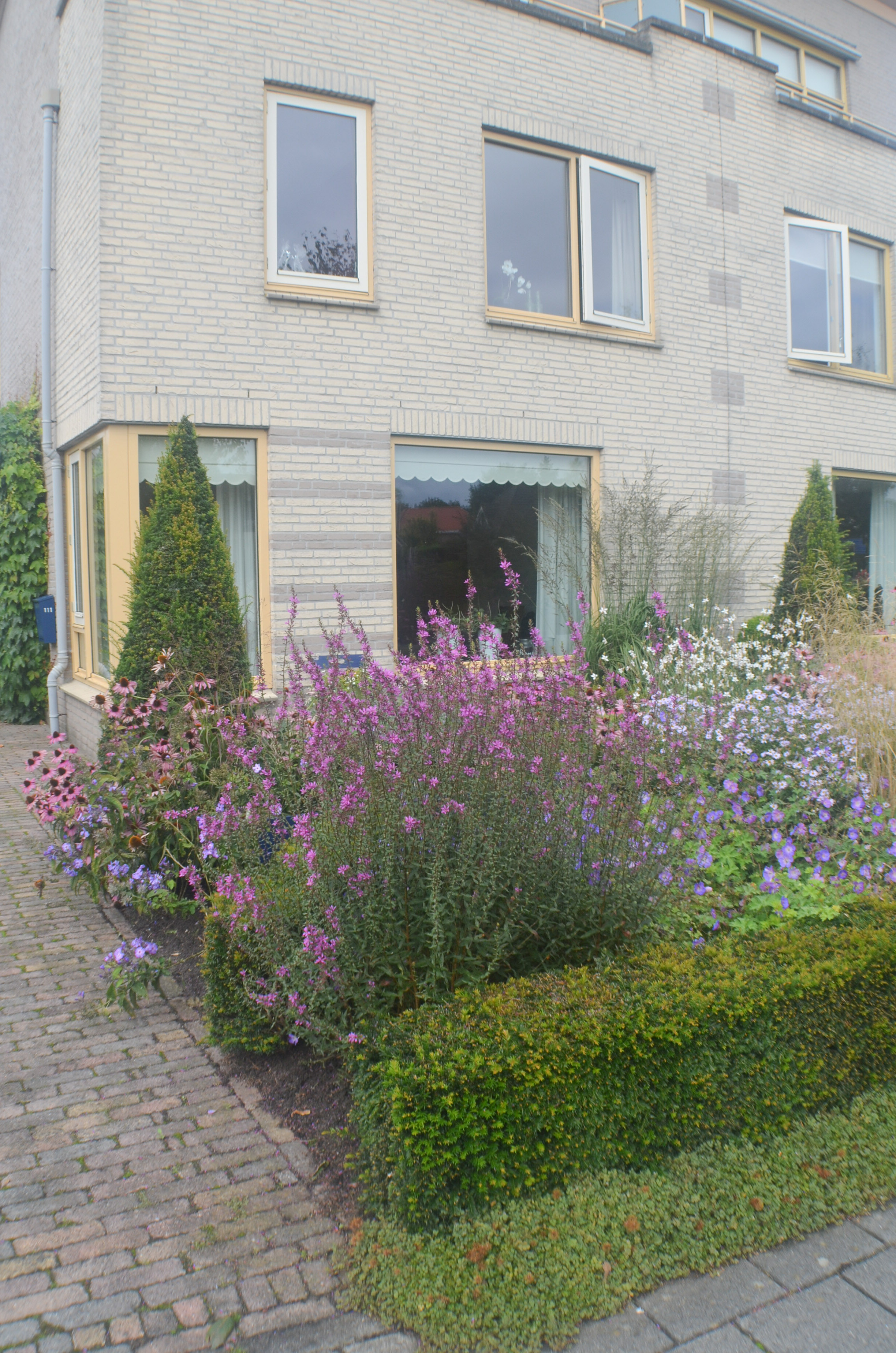 Voortuin die het hele jaar bloeit in Drachten Elverdink Hoveniers